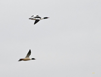 Common Mergansers 6227